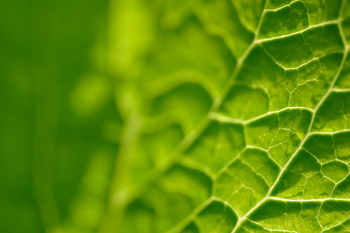 cfoh leaf 2